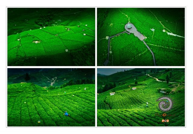 《云雾茶园》