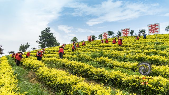 《醉美黄金芽》