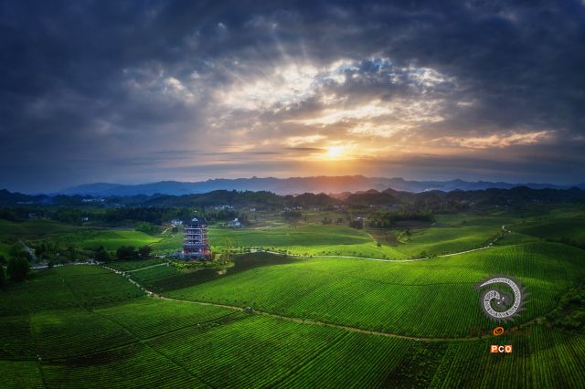 光耀茶山
