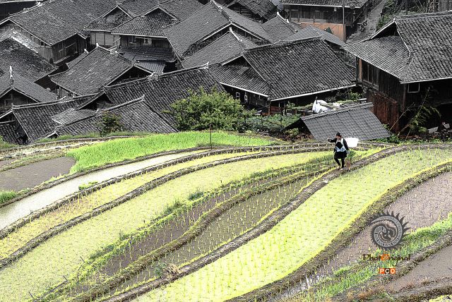 DSC_0631家园