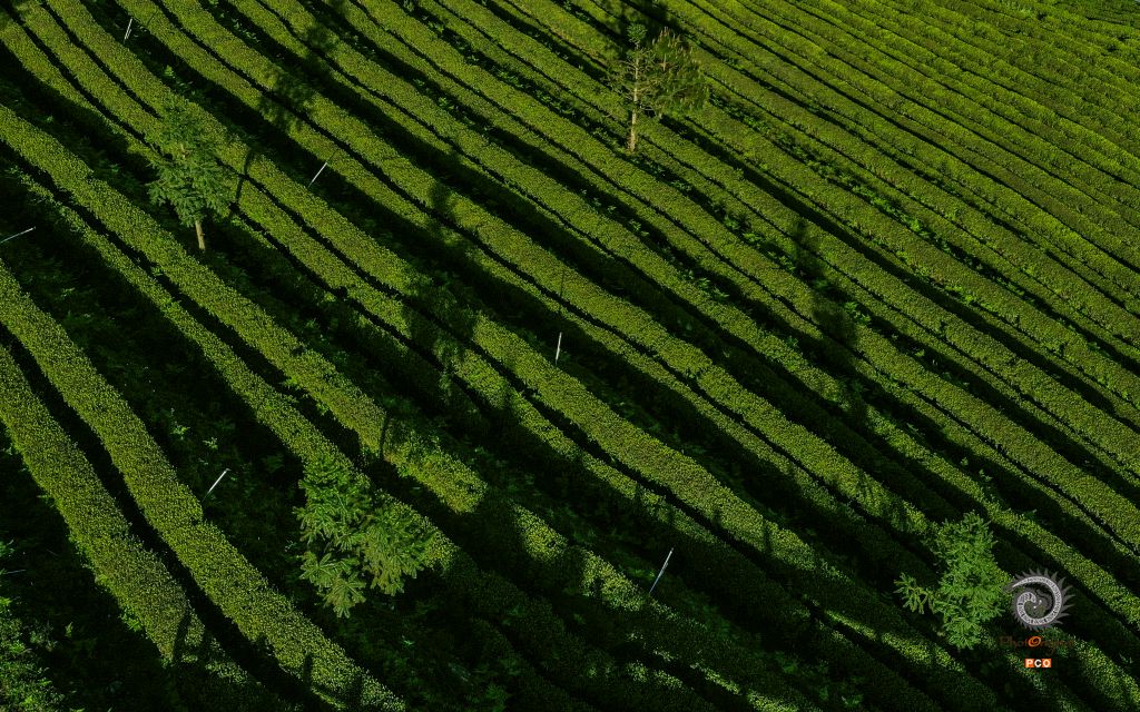 茶之韵（专业组.航拍类）