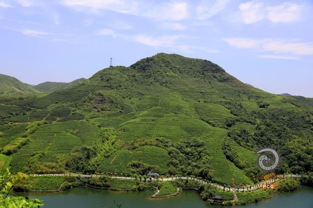 茶山净土