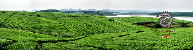 万亩茶园