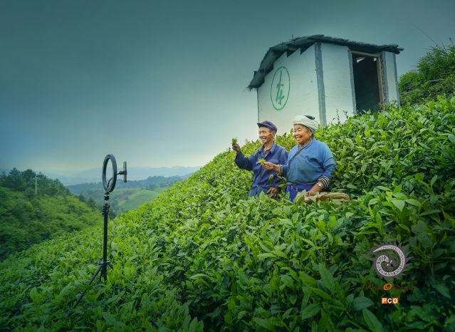《茶园直播》