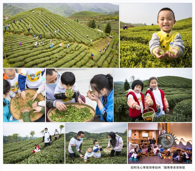 旧时光心享受四季旧州“踏青季采茶体验