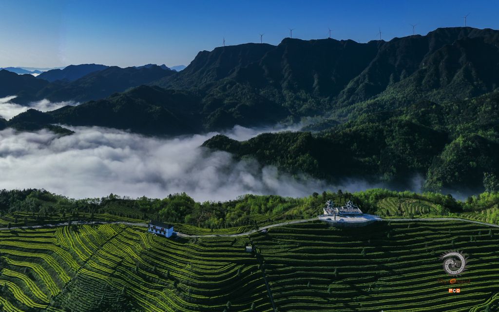 茶之韵（专业组.航拍类）