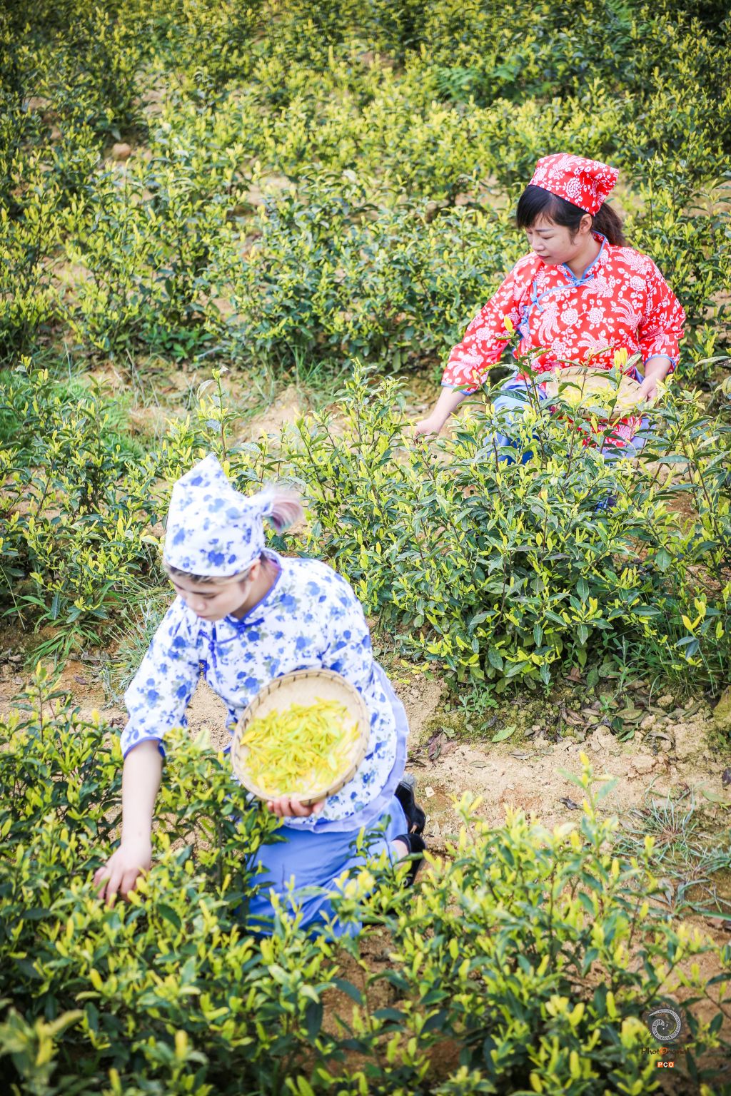 采春茶