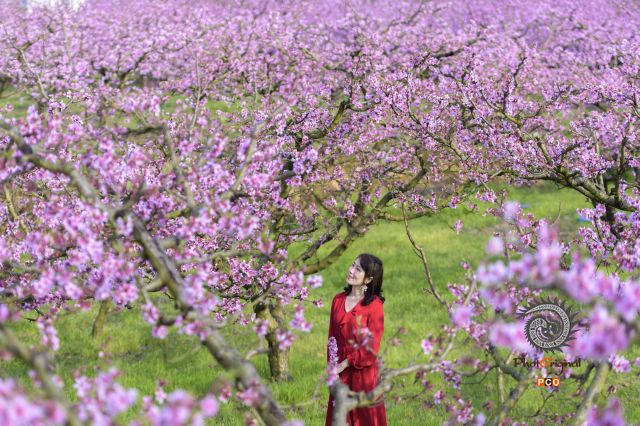 人面桃花相映红