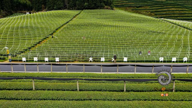 美丽生态茶园梦