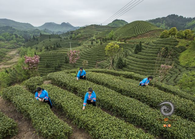 茶山倩影