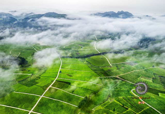【生态茶园】