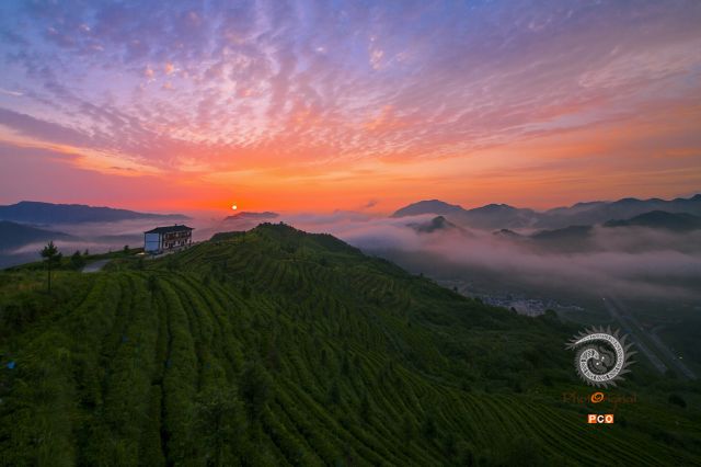 茶园晨曦