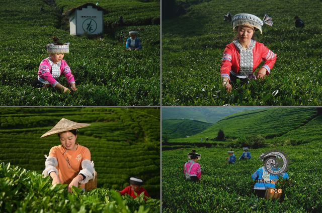 组照：贵定云雾山采女