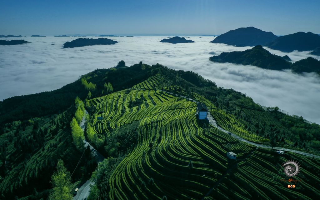 茶之韵（专业组.航拍类）