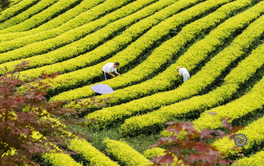 《茶山茶韵》