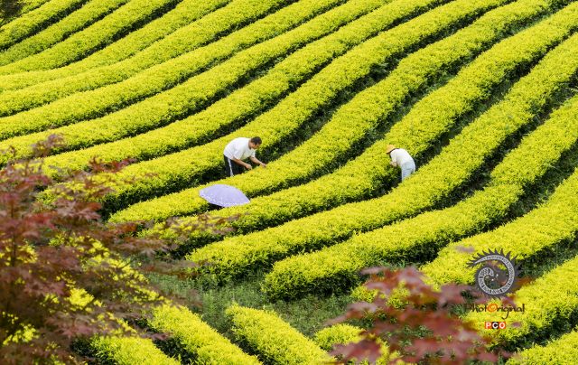 《茶山茶韵》