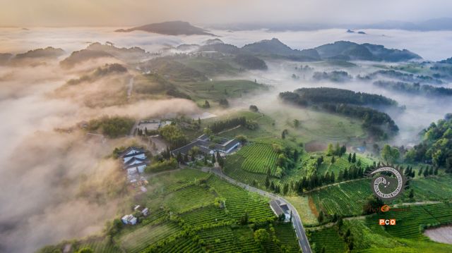 云海茶山