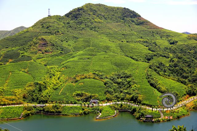 高山茶园
