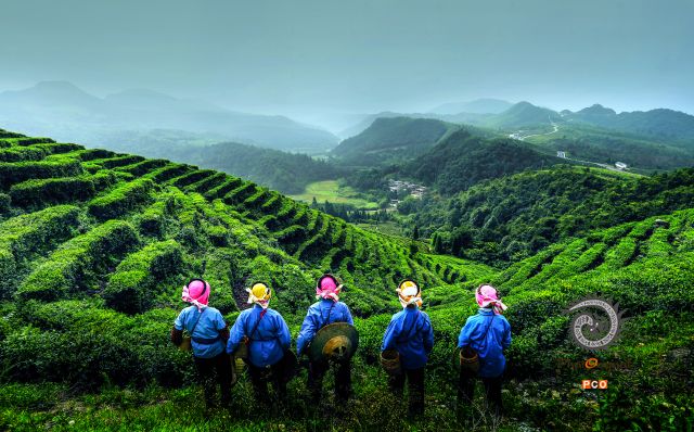 《茶山》（专业组）
