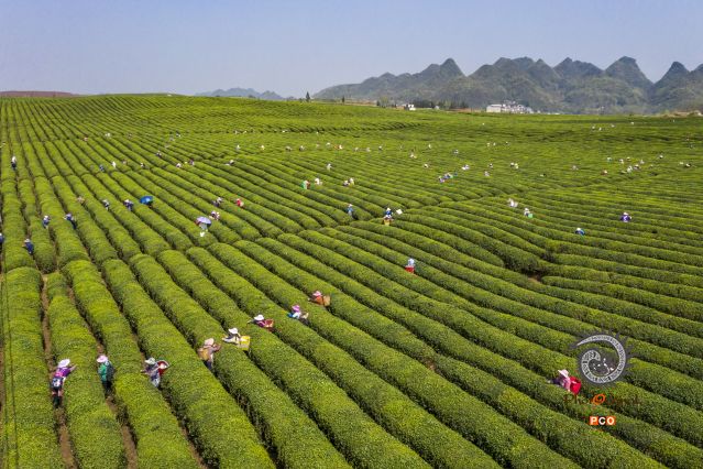 春茶采摘
