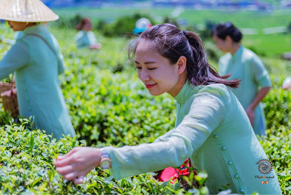 初夏时节采茶忙