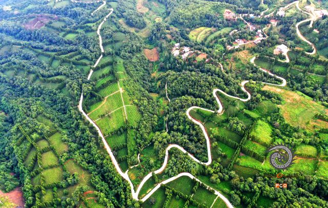 致富茶园