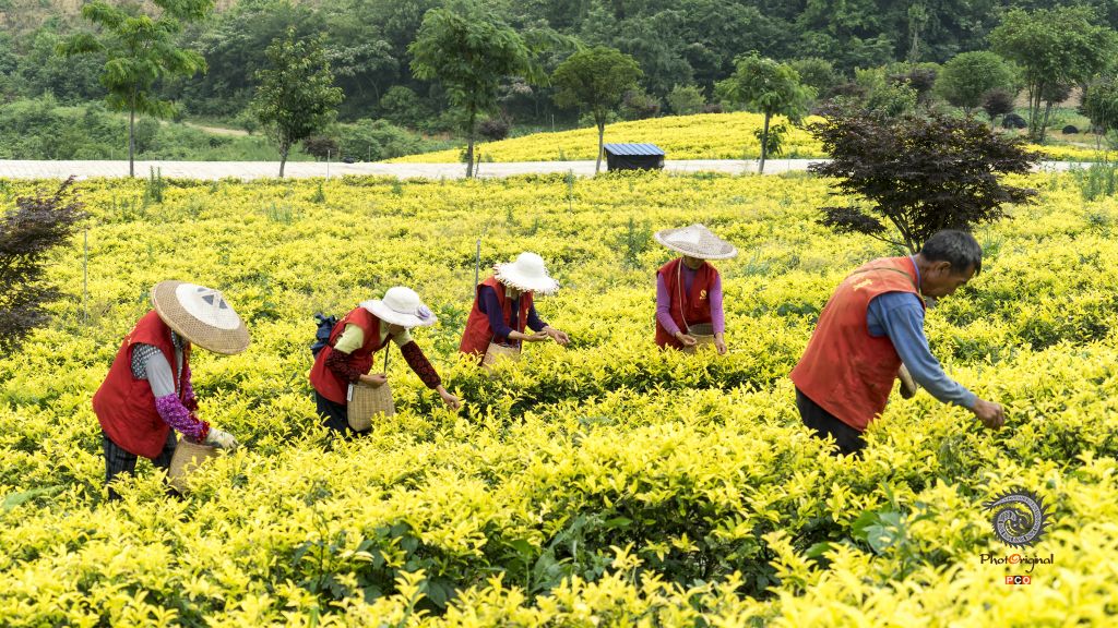 《采茶忙》组图