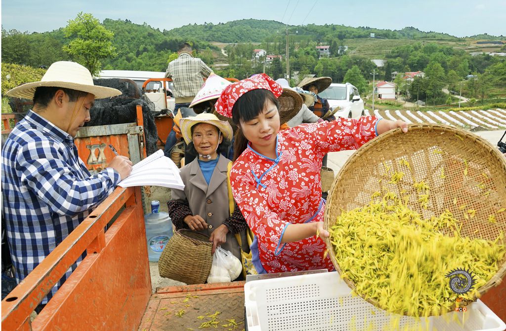 《采茶忙》组图