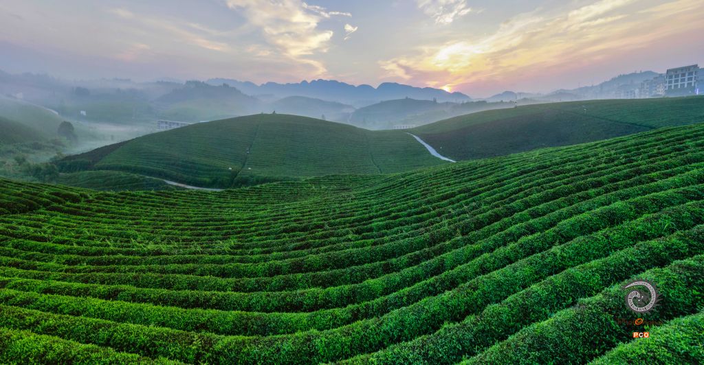 《苗王茶海》（专业组）