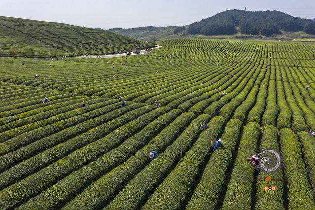 安顺茶场