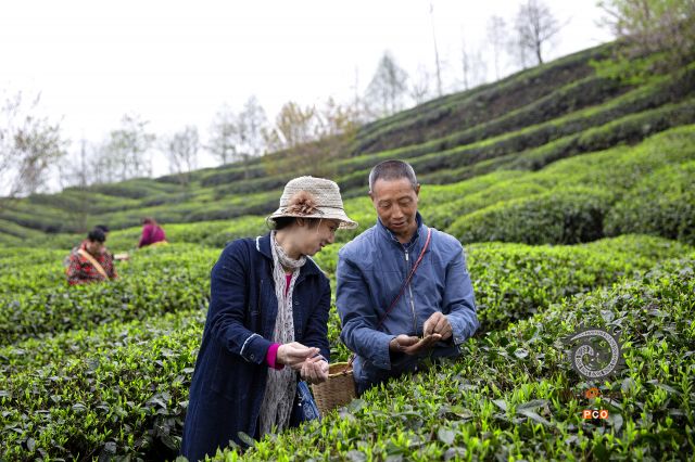 《复工复产 茶香贵州》