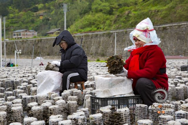 食用菌，大产业