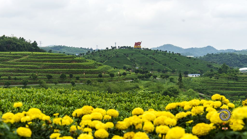 《花海茶乡》