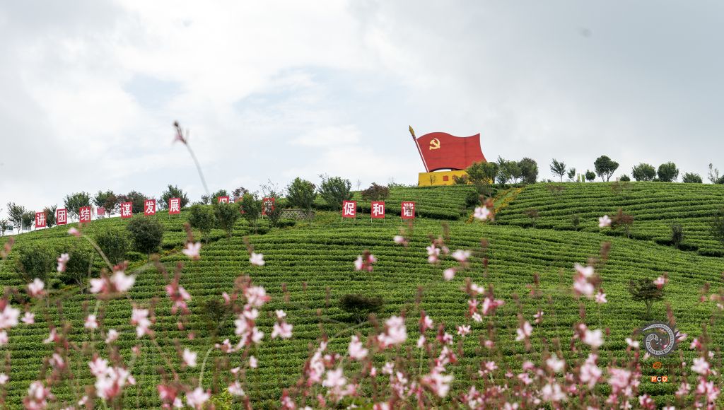 《花海茶乡》