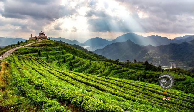 茶山之巅