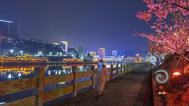 漫步樱花下