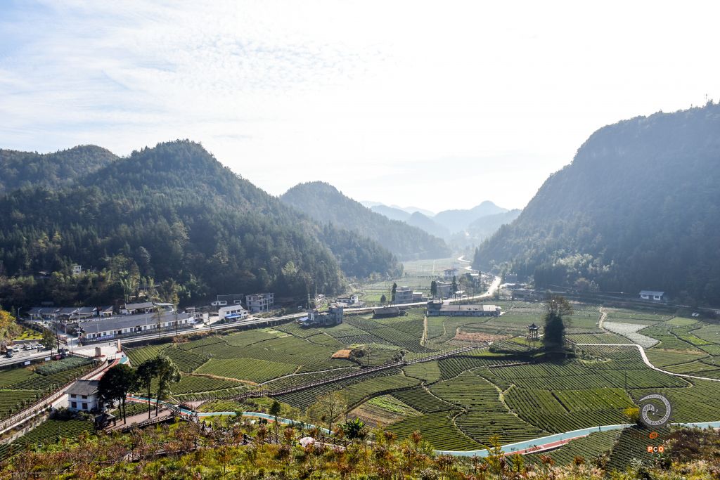 茶园似花园，茶香飘四方（组照）