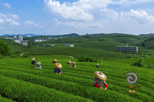 苗王茶海人采茶