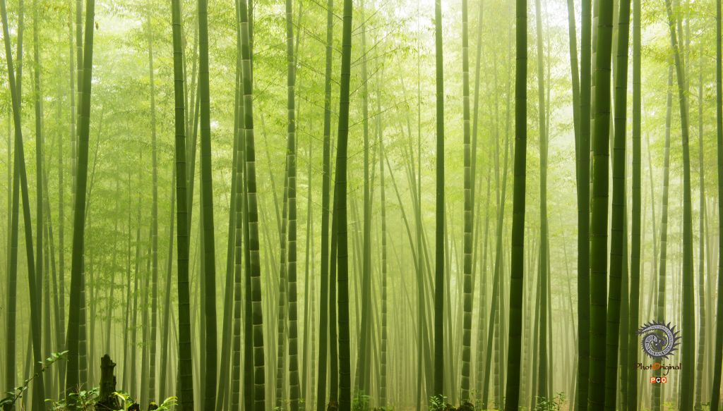 竹林晨韵