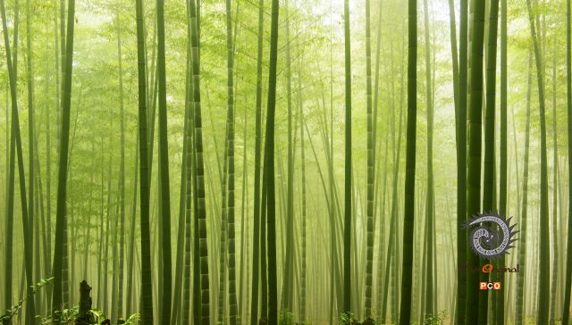 竹林晨韵