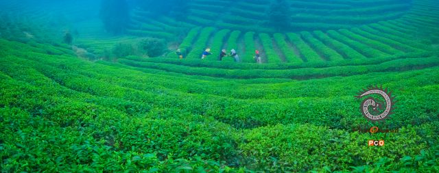 茶园春韵