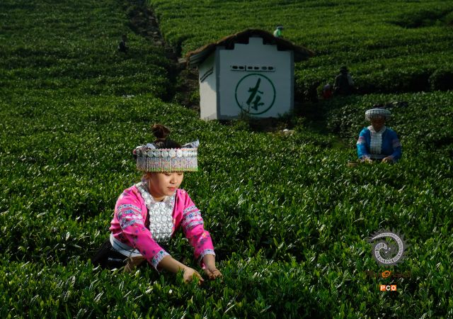 云雾山采茶女