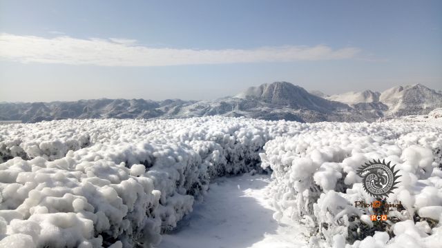 高山茶园 银装素裹