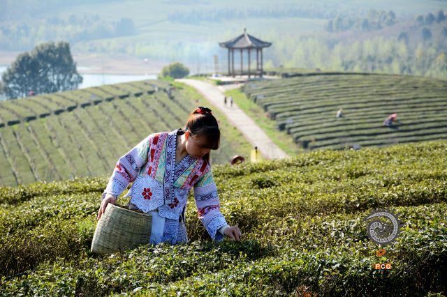 采茶