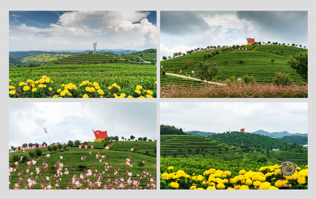 《花海茶乡》