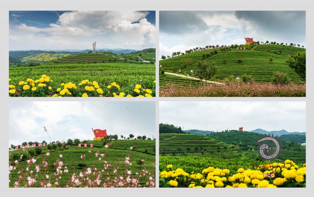 《花海茶乡》