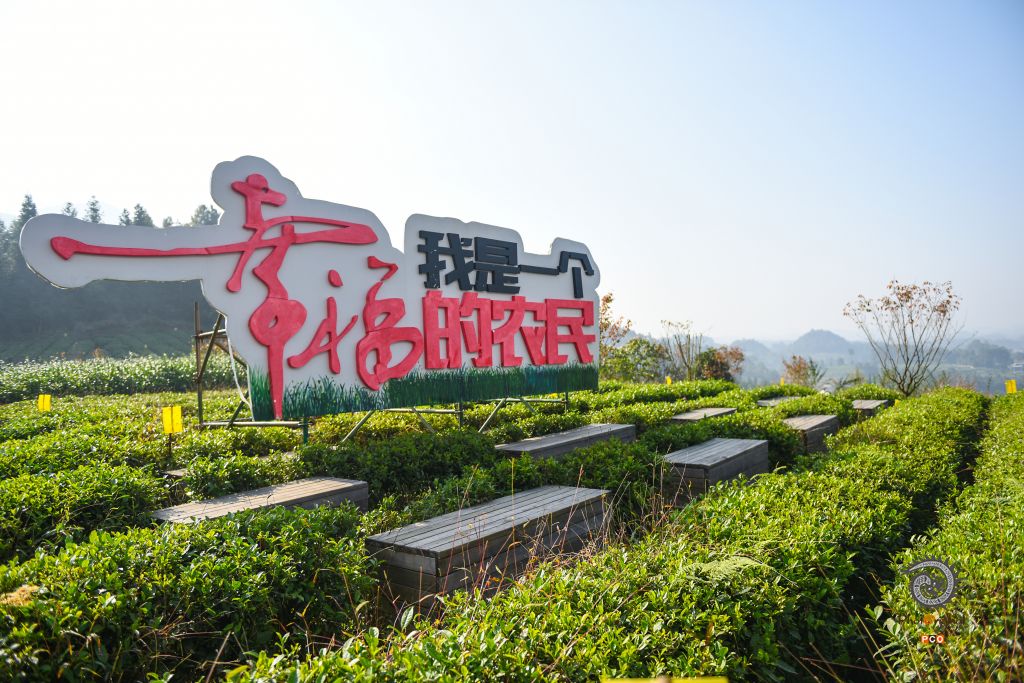 茶园似花园，茶香飘四方（组照）