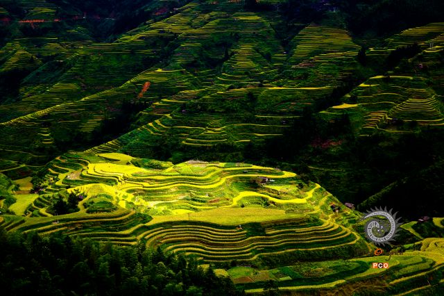 金色满园