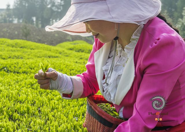 春茶溢乡