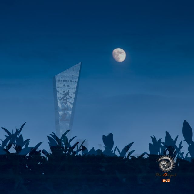 《茶园夜色》(老年组)